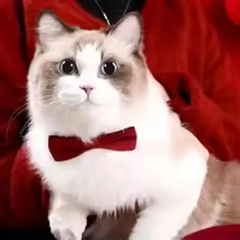 Cute Bowtie Pet Collar with Bell – Adjustable Safety Collar for Cats & Small Dogs 4