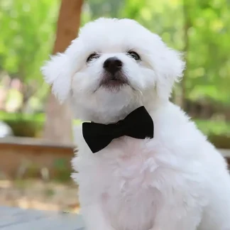 Cute Bowtie Pet Collar with Bell – Adjustable Safety Collar for Cats & Small Dogs 2