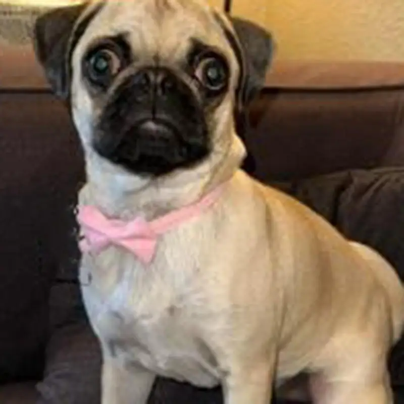 Cute Bowtie Pet Collar with Bell – Adjustable Safety Collar for Cats & Small Dogs 3