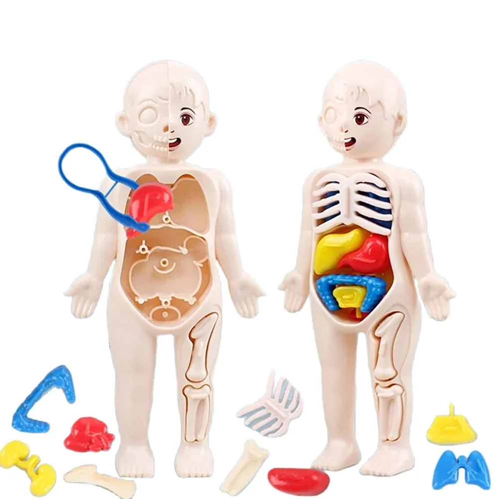 DIY Human Body Organ Model Kit – Montessori Anatomy Learning Toy 4