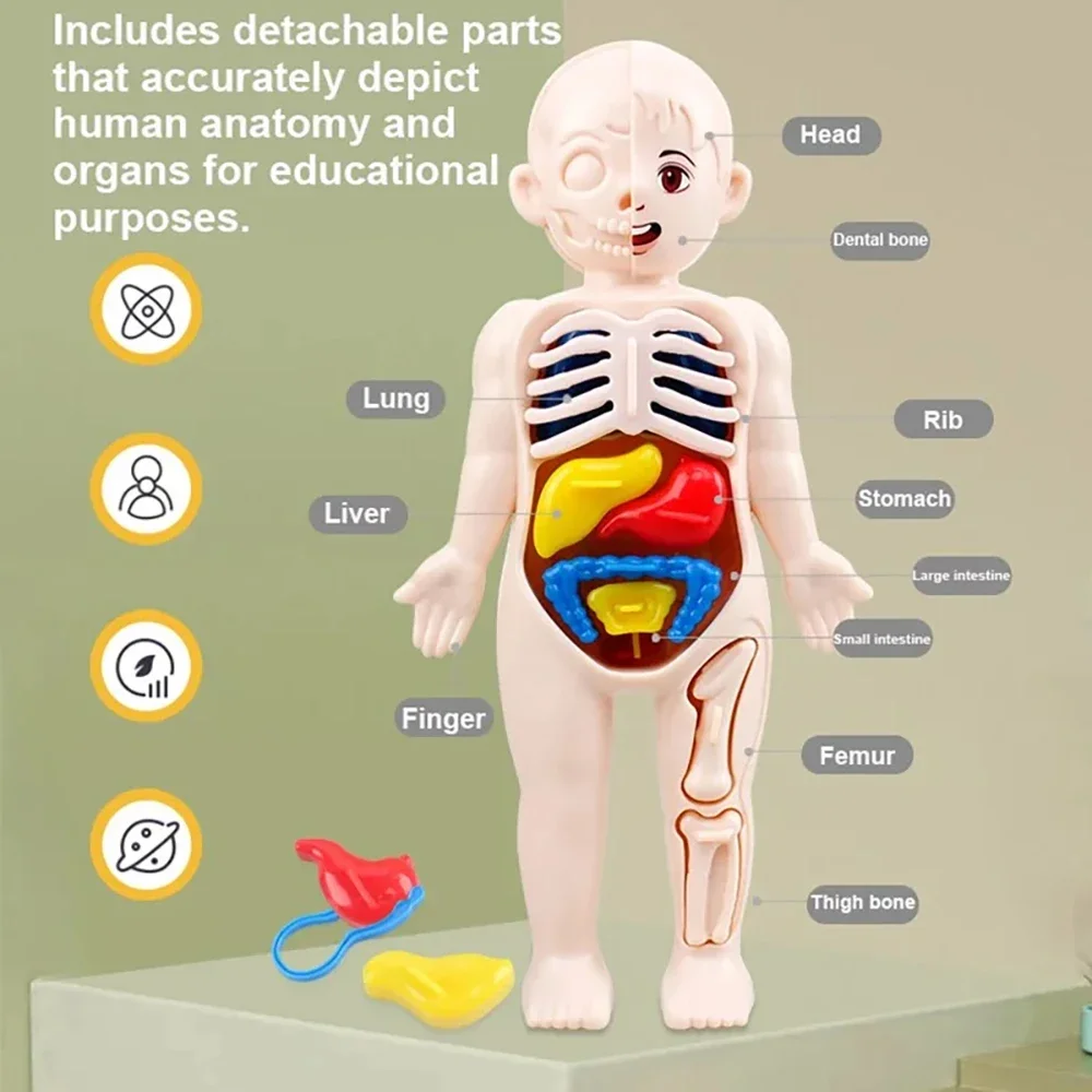 DIY Human Body Organ Model Kit – Montessori Anatomy Learning Toy 1