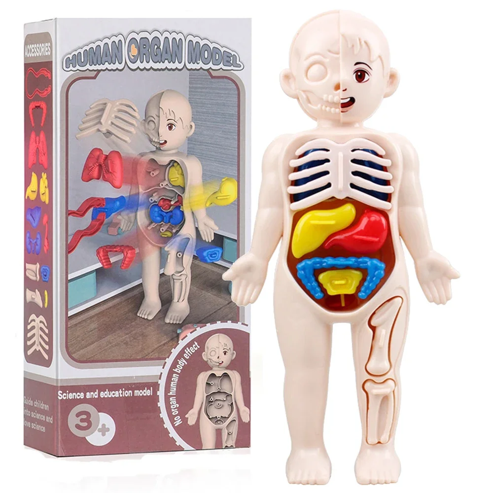 DIY Human Body Organ Model Kit – Montessori Anatomy Learning Toy 2