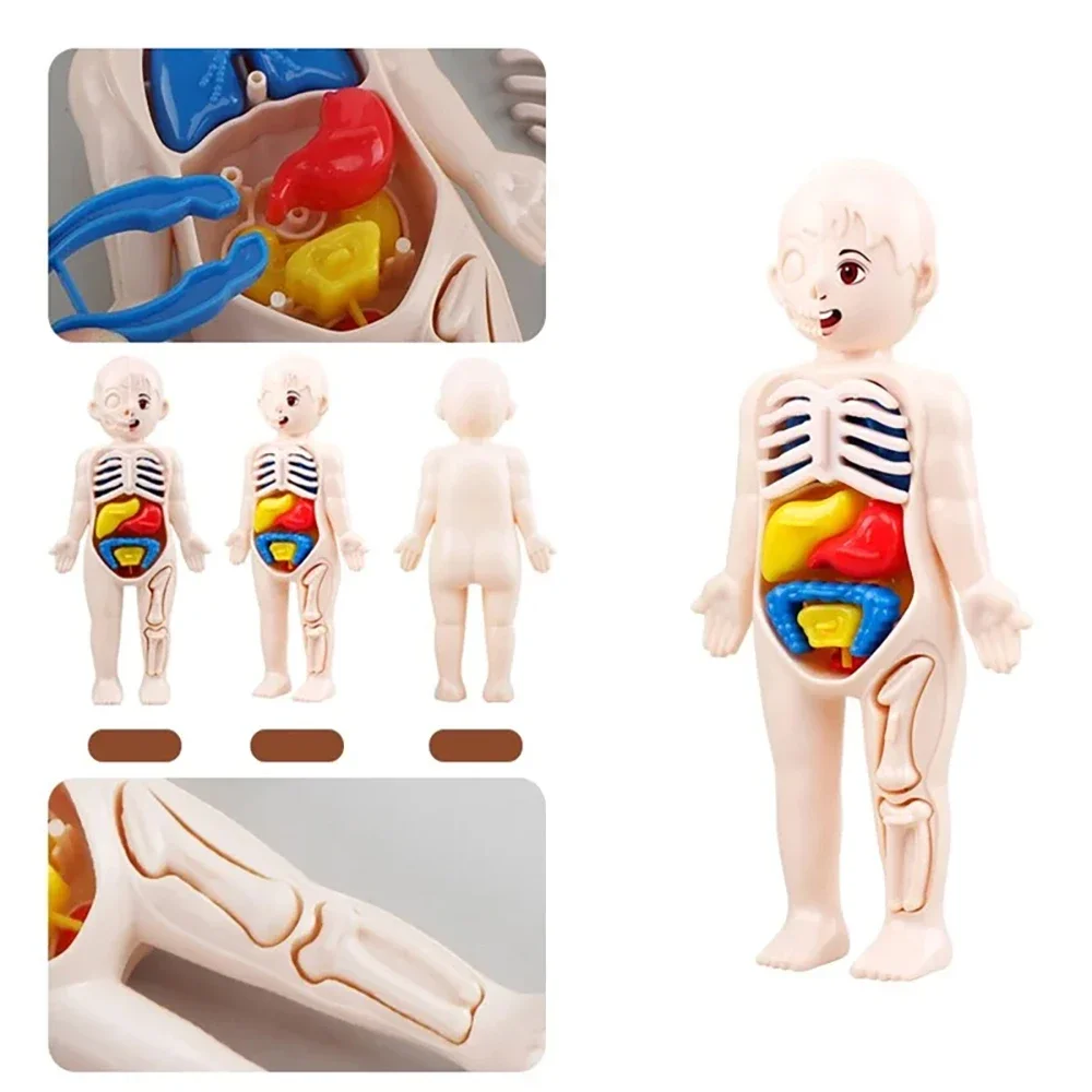 DIY Human Body Organ Model Kit – Montessori Anatomy Learning Toy 5