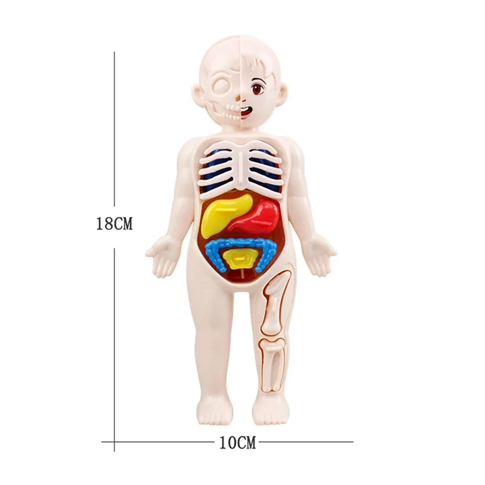 DIY Human Body Organ Model Kit – Montessori Anatomy Learning Toy 6